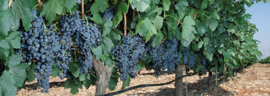 Wines from the D.O. Carinena