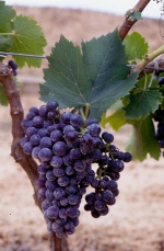 Garnacha grape