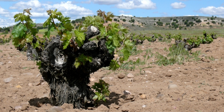 Wines from the D.O. Lower Aragon