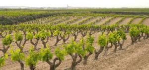 What is the terroir of wines