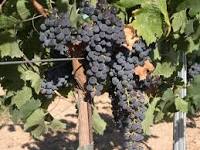 Richness of Navarra Wines