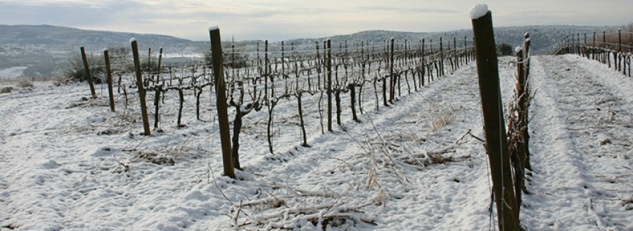 Somontano-Weine aus dem Weingut Obergo
