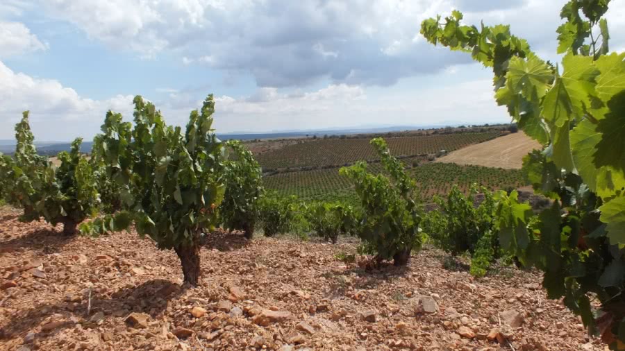 internationale Weine aus dem Weingut San Alejandro
