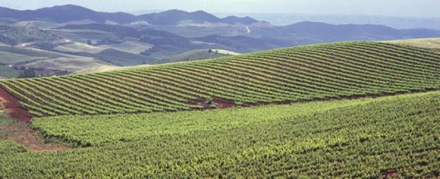Wines from the D.O. Navarra