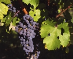 Cabernet Sauvignon grape