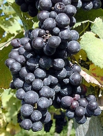 Pinot Noir raisin