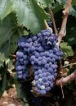 Mazuela grape