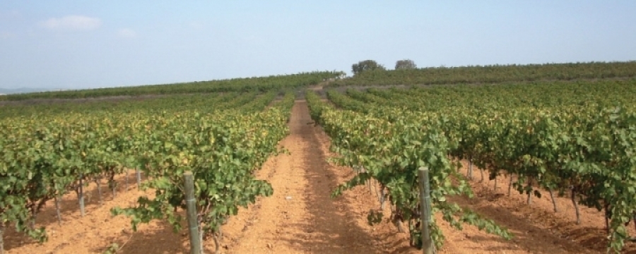 Wines from the D.O. Rioja