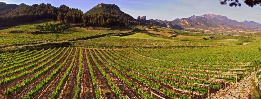 Wines from the D.O. Calatayud