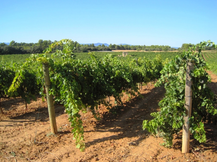 Bajo Aragón Weine aus dem Weingut Mas de Torubio